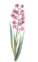 Pink Hyacinth flower. Watercolor illustration, postcard.