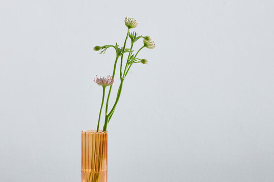 Daucus carota pink wildflowers umbellate inflorescence in a glass