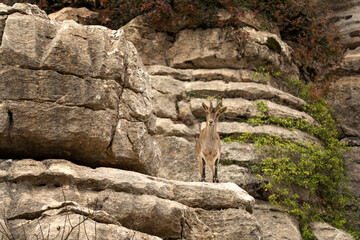 Iberian ibex in Spain's rocks. Wild ibex are climbing in the mountains. Endangered goats in Paraje...