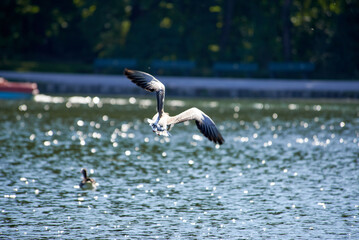 seagull in flight