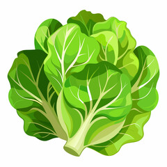Fresh Lettuce Isolated on White Background for Crisp and Clean Imagery