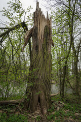 Fototapeta premium The broken trunk of an old willow tree.