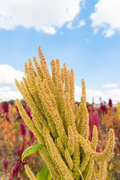Fields overflowing with amaranth