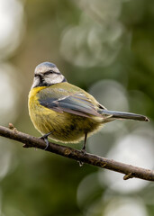 Blue Tit (Cyanistes caeruleus) - Found throughout Europe and parts of Asia