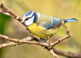 Blue Tit (Cyanistes caeruleus) - Found throughout Europe and parts of Asia