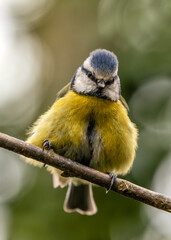 Blue Tit (Cyanistes caeruleus) - Found throughout Europe and parts of Asia