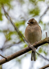 Chaffinch (Fringilla coelebs) - Widespread across Europe, Asia, and North Africa