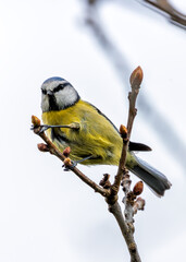 Blue Tit (Cyanistes caeruleus) - Found throughout Europe and parts of Asia