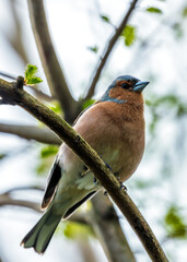 Chaffinch (Fringilla coelebs) - Widespread across Europe, Asia, and North Africa