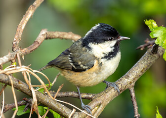Coal Tit (Periparus ater) - Found across Europe and parts of Asia & North Africa
