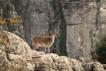 Iberian ibex in Spain's rocks. Wild ibex are climbing in the mountains. Endangered goats in Paraje...