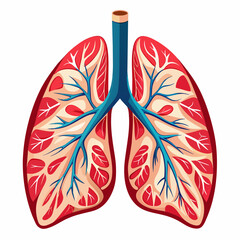Healthy Human Lungs Isolated on White Background for Medical Illustrations