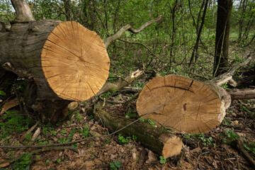 A cut on a fallen trunk of a dry tree.