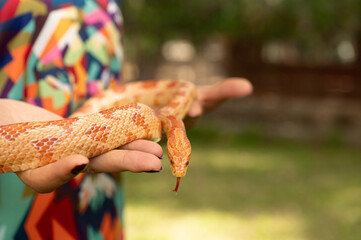 Red corn snake in the woman's hand. Pantherophis guttatus. - obrazy, fototapety, plakaty
