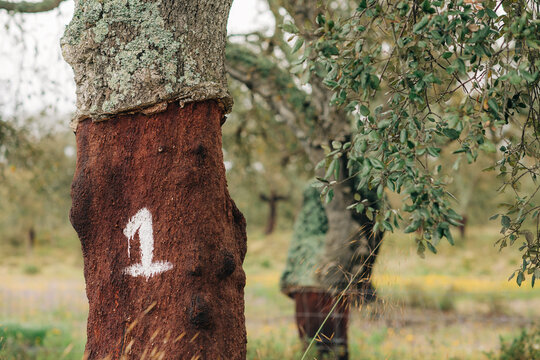 Oak tree with extracted cork