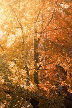 Fall Autumn Tree Colors