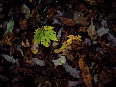 autumn leaves cover the ground