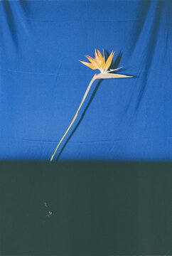 Bird of Paradise Flower on blue background