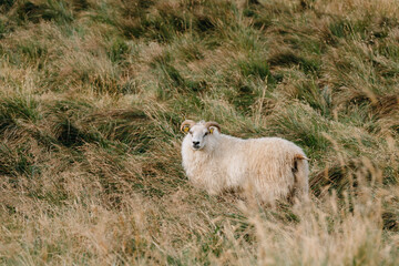 White sheep grazing and looking at camera