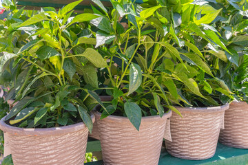 Row of potted chili plants in garden center for sale with copy space