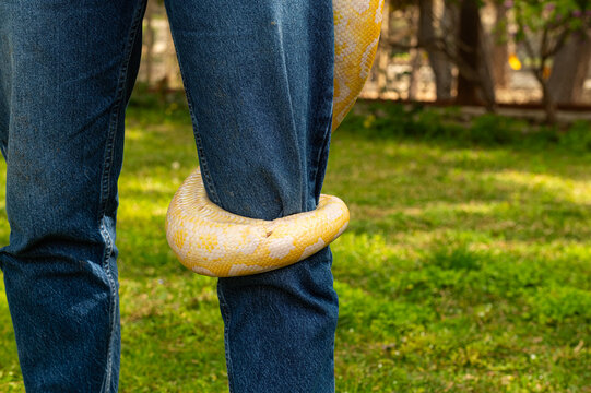 Albino burmese python snake wrapped around her foot. Python molurus bivittatus.