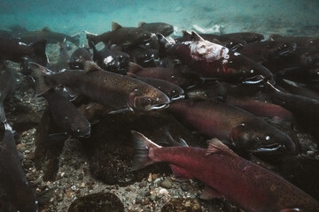 journey of salmon