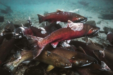 salmon spawning