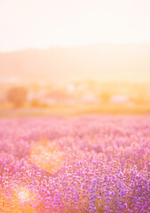 Lavender bushes closeup on sunset. Sunset gleam over purple flowers of lavender. Provence region of France. - 777766866