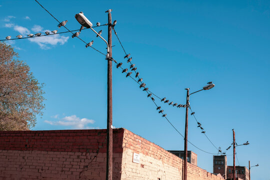 Pigeon meeting
