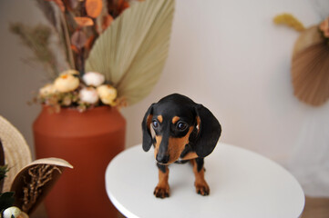 filhote fofa de cachorro da raça duchshund 