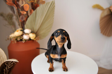 filhote fofa de cachorro da raça duchshund 