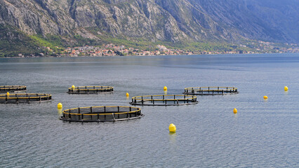Aquaculture Fish Farming Nets at Bay of Kotor in Adriatic Sea Montenegro