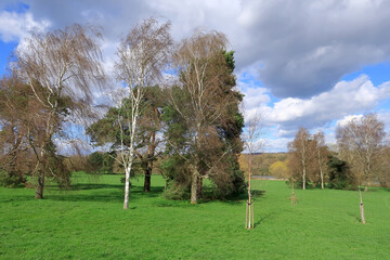 Tall silver birch and evergreen trees in a colourful woodland landscape
