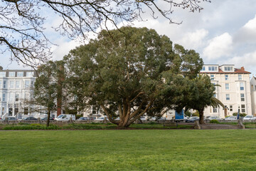 old park tree
