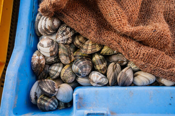 Fresh Clams In The Street Market In The Port.