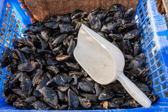 Fresh Mussels In The Street Market In The Port.