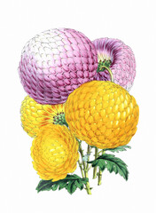 Flower illustration on a white background. CHRYSANTHEMUMS