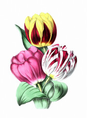 Flower illustration on a white background. TULIPS - obrazy, fototapety, plakaty