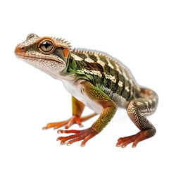 Obraz premium Gecko isolated on transparent background, png transparent background, closeup, full body