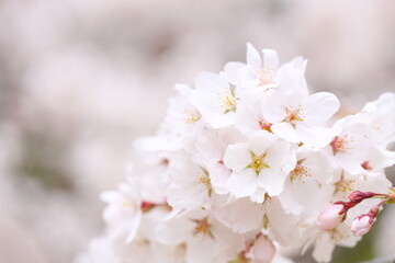 満開のソメイヨシノのクローズアップ