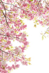 Obraz na płótnie Canvas 満開の八重桜（花笠）　白背景