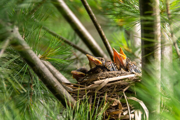 A nest on an evergreen branch of baby robins waiting for their mother to bring them food.  