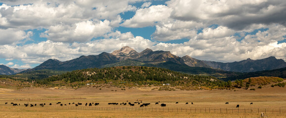 A beautiful landscape of cattle grazing in a field with the Rocky Mountains with puffy white clouds...