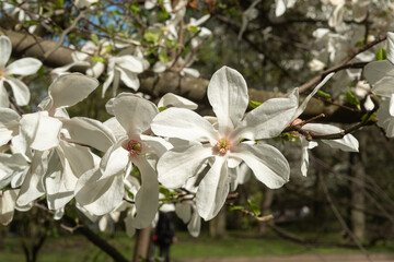 Close-up of white magnolia flowers of a green spring park.