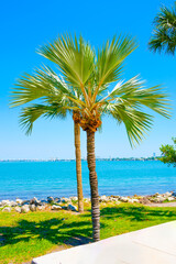 palm tree on the beach in Miami