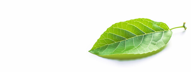 Obraz premium Green textural leaf from a tree close-up, isolate. AI generated.