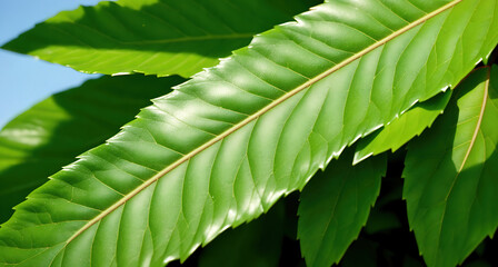 A close-up of a leaf on a tree branch.