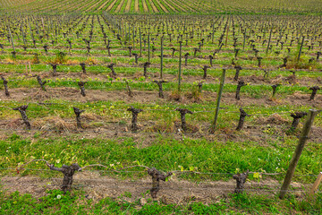 Famous Vineyard of Saint-Emilion. This vineyard make up the first vineyards in the world to award the title of 'Cultural Landscape' by UNESCO. Saint-Emilion, Gironde, Aquitaine, France, Europe. - 777787436
