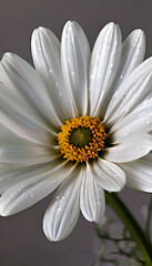 White daisy with water drops on the petals, close up
