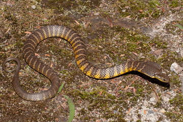 Australian Eastern Tiger Snake with hood flattened in  response to a potential threat
